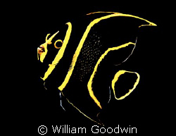 Black and Yellow - Juvenile French Angel - Bonaire, 20 fsw by William Goodwin 